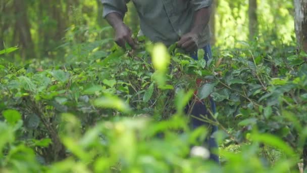 Local man hands gather green leaves standing in forest — 비디오