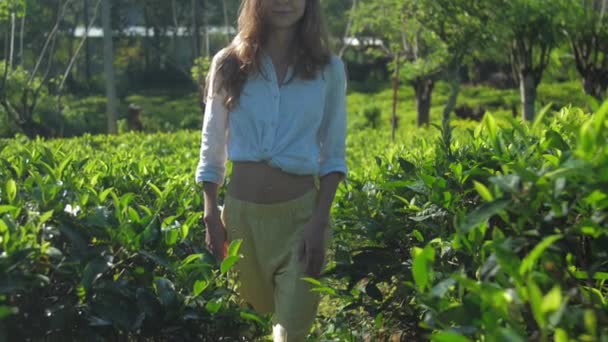 Senhora caminha entre plantação de chá no dia ensolarado câmera lenta — Vídeo de Stock