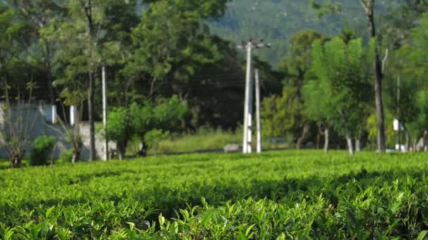 Large plantation of green tea in rural area slow motion — Stock Video