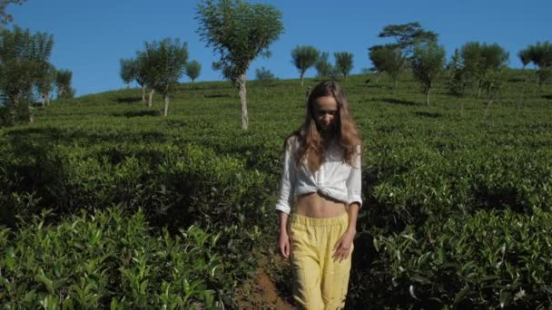 Girl walks along tea plantation under blue sky slow motion — Stock Video