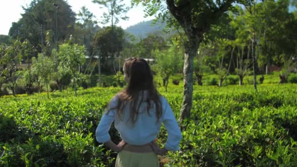 Dame kijkt naar thee plantage achterkant uitzicht slow motion — Stockvideo