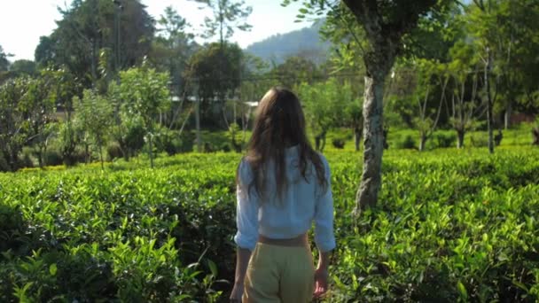 Meisje wandelingen tussen thee plantage achterkant uitzicht slow motion — Stockvideo