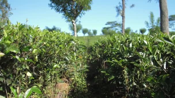 Cámara lenta entre arbustos de té en la plantación bajo el cielo azul — Vídeo de stock