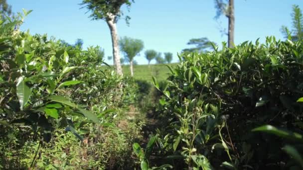 Ralenti entre les théiers sur la plantation contre le ciel — Video