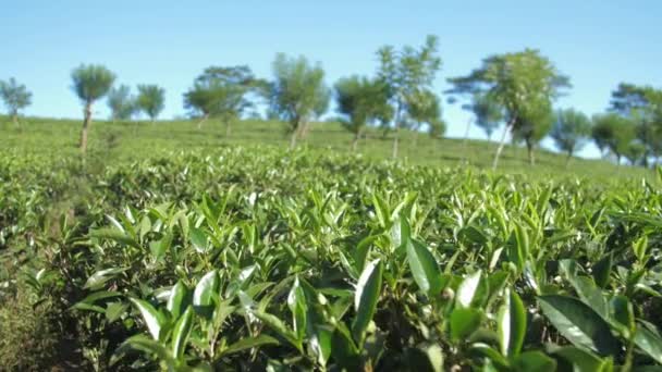 Tea bushes on hill slope against vast blue sky slow motion — Stock Video