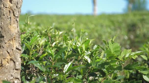 Зеленый чай куст рядом со старым деревом на широком поле замедленное движение — стоковое видео