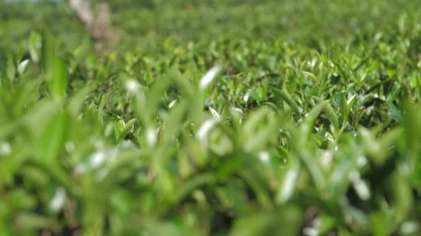 Buissons de thé brillant sur la plantation vue de près extrême — Video