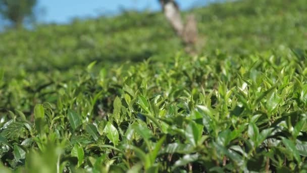 Сверкающие листья чайного куста на плантации экстремально близко — стоковое видео