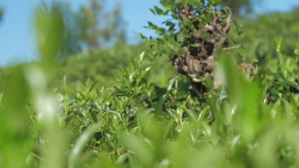 沿着茶树叶子在种植园上的运动近视 — 图库视频影像