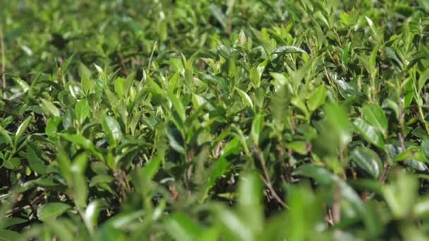 Arbustos de chá verde com folhas suculentas closeup câmera lenta — Vídeo de Stock