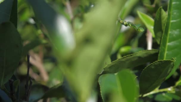 Feuilles de thé vert brillant vue de près extrême ralenti — Video