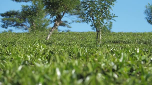 Bomen groeien tussen thee struiken op heuvel helling tegen de blauwe lucht — Stockvideo