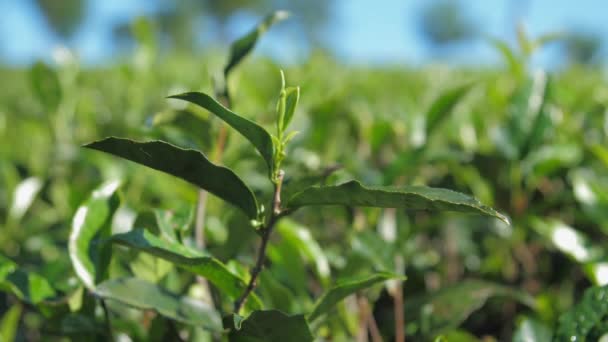 Świecąca zielona herbata szczyt pozostawia ekstremalnie blisko widok slow motion — Wideo stockowe