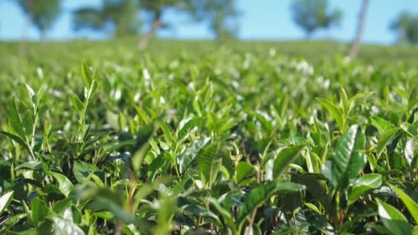 Blurry trees grow among tea bushes on field against blue sky — Stock Video