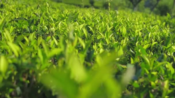 Sfocato tè verde foglie superiori estrema vista da vicino rallentatore — Video Stock