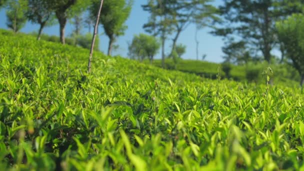 Campo de chá com arbustos contra árvores closeup câmera lenta — Vídeo de Stock
