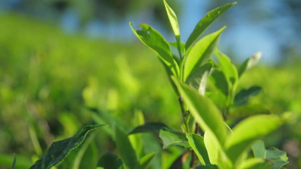 Tierna ramita de arbusto de té en la plantación primer plano cámara lenta — Vídeos de Stock