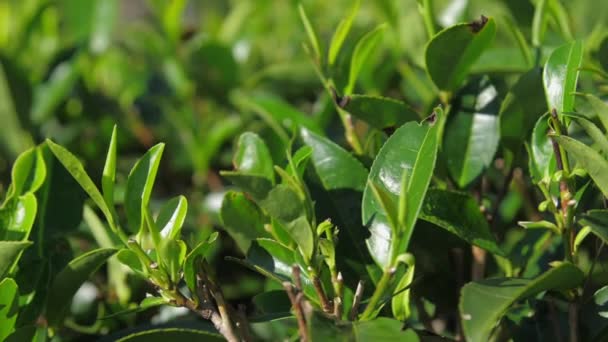 Нежные веточки чайных кустов на плантации крупным планом замедленного движения — стоковое видео