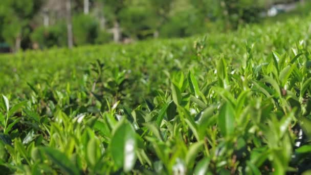 Vista tranquila da plantação de chá com arbustos câmera lenta — Vídeo de Stock