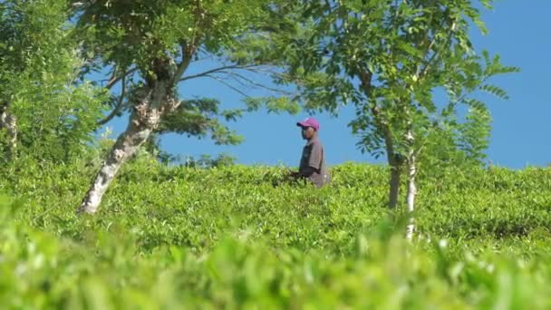 Lokal man står bland te plantage mot blå himmel — Stockvideo