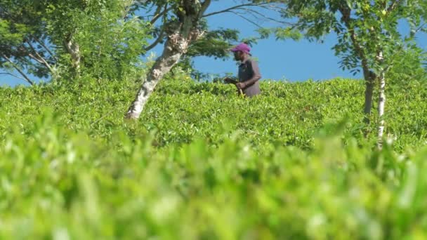 Einheimischer läuft vor blauem Himmel entlang der Teeplantage — Stockvideo