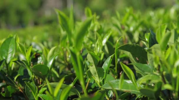 Větvičky čajových keřů na plantáži detailní záběr zpomalení — Stock video