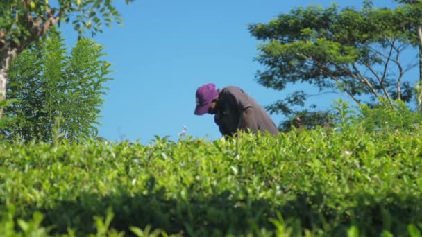 Homem local trabalha na plantação de chá contra céu azul claro — Vídeo de Stock