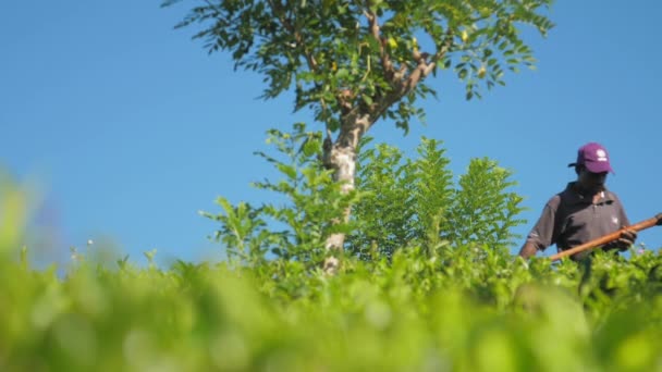Old man walks on tea plantation against clear blue sky — Stock Video