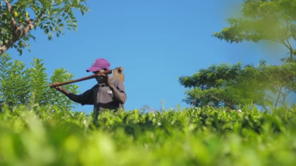 拿着旧锄头的工人沿着绿茶种植园散步 — 图库视频影像