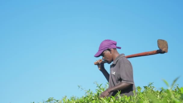 Werknemer met schoffel wandelingen op thee plantage sluiten lage hoek schot — Stockvideo