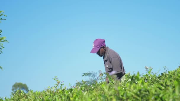İşçi yeşil çay çiftliğindeki yabani otları yavaş çekimde temizler. — Stok video