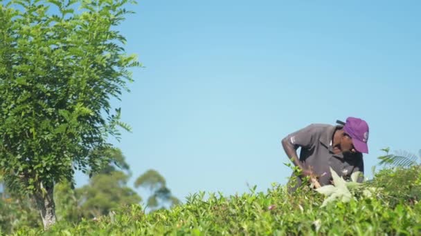 Travailleur élimine les mauvaises herbes de plantation de thé au ralenti — Video