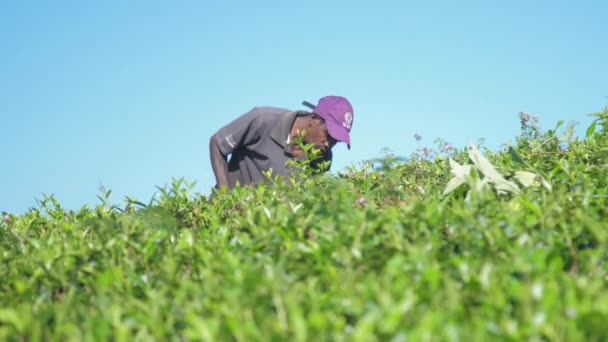 Un travailleur lankais élimine les mauvaises herbes de la plantation de thé au ralenti — Video
