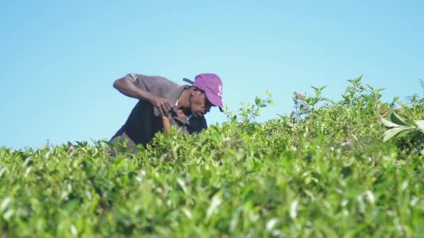 Boer verwijdert onkruid van theeplantage slow motion — Stockvideo