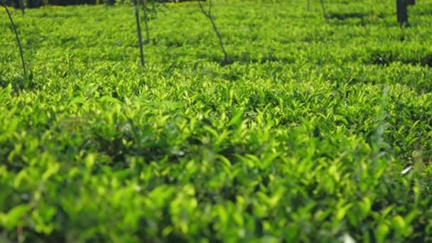 Imagem calma da plantação de chá com arbustos câmera lenta — Vídeo de Stock