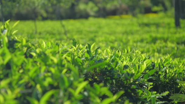 Зеленый чай растения растут на поле при солнечном свете замедленного движения — стоковое видео
