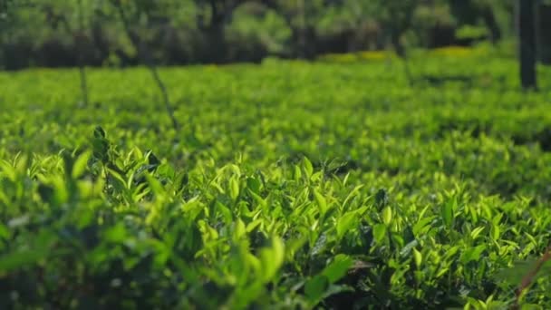 O chá verde brilhante cresce no campo na luz solar câmera lenta — Vídeo de Stock