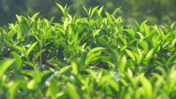 Зеленые верхние листья на чайных кустах на плантации замедленное движение — стоковое видео