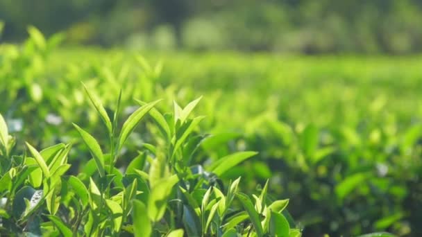 Folhas verdes em arbustos de chá fresco perto vista câmera lenta — Vídeo de Stock