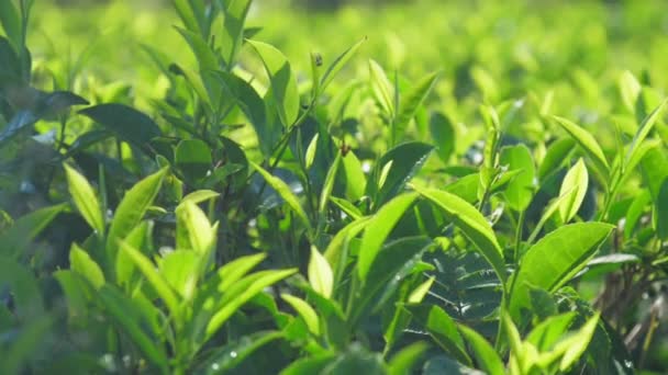 Веточки чая с листьями экстремально близкий вид замедленной съемки — стоковое видео