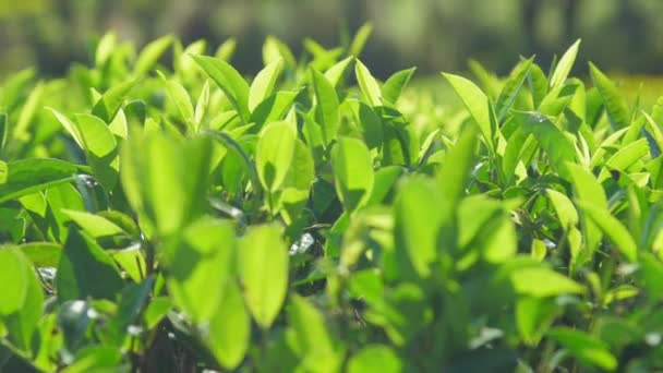 Замедленное движение над свежими чайными кустами на плантации — стоковое видео