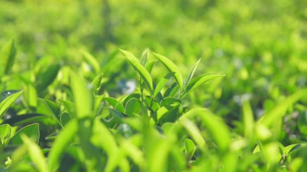 Slow motion above fresh tea bushes on plantation close view — 비디오
