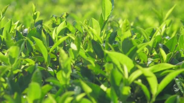 Замедленное движение над листьями чая на плантации близкого зрения — стоковое видео
