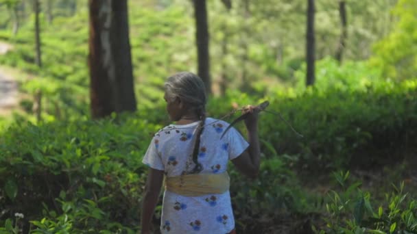 Dama de pelo gris reúne madera en el bosque sombreado cámara lenta — Vídeos de Stock