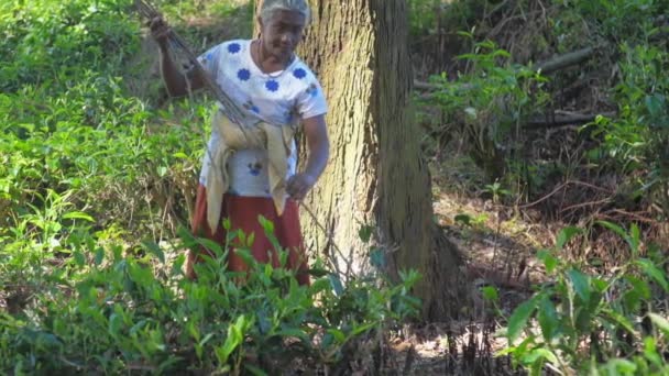 Grey haired lady gathers wood in shady forest slow motion — Stock Video