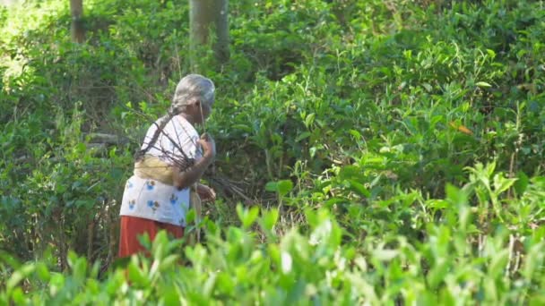 Gråhårig bonde samlar ved i skuggig skog slow motion — Stockvideo