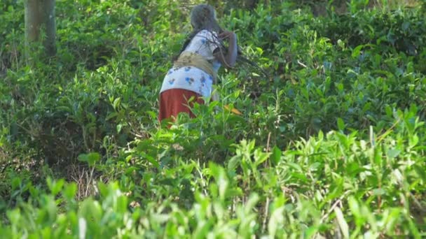 Campesina recoge madera en el bosque sombreado cámara lenta — Vídeos de Stock