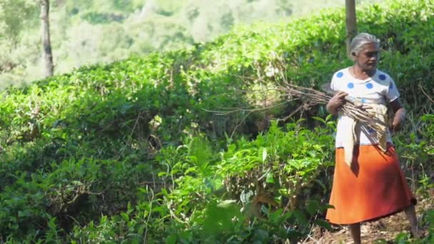 Mature lady with brushwood walks in forest slow motion — 비디오