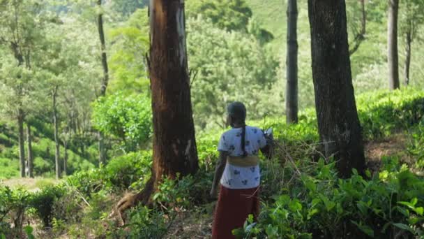 Woman with brushwood walks in hilly forest slow motion — Stock Video