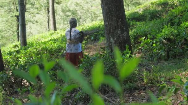 Kobieta z drewna szczotkowego spacery na pagórkowatym zboczu powolny ruch — Wideo stockowe